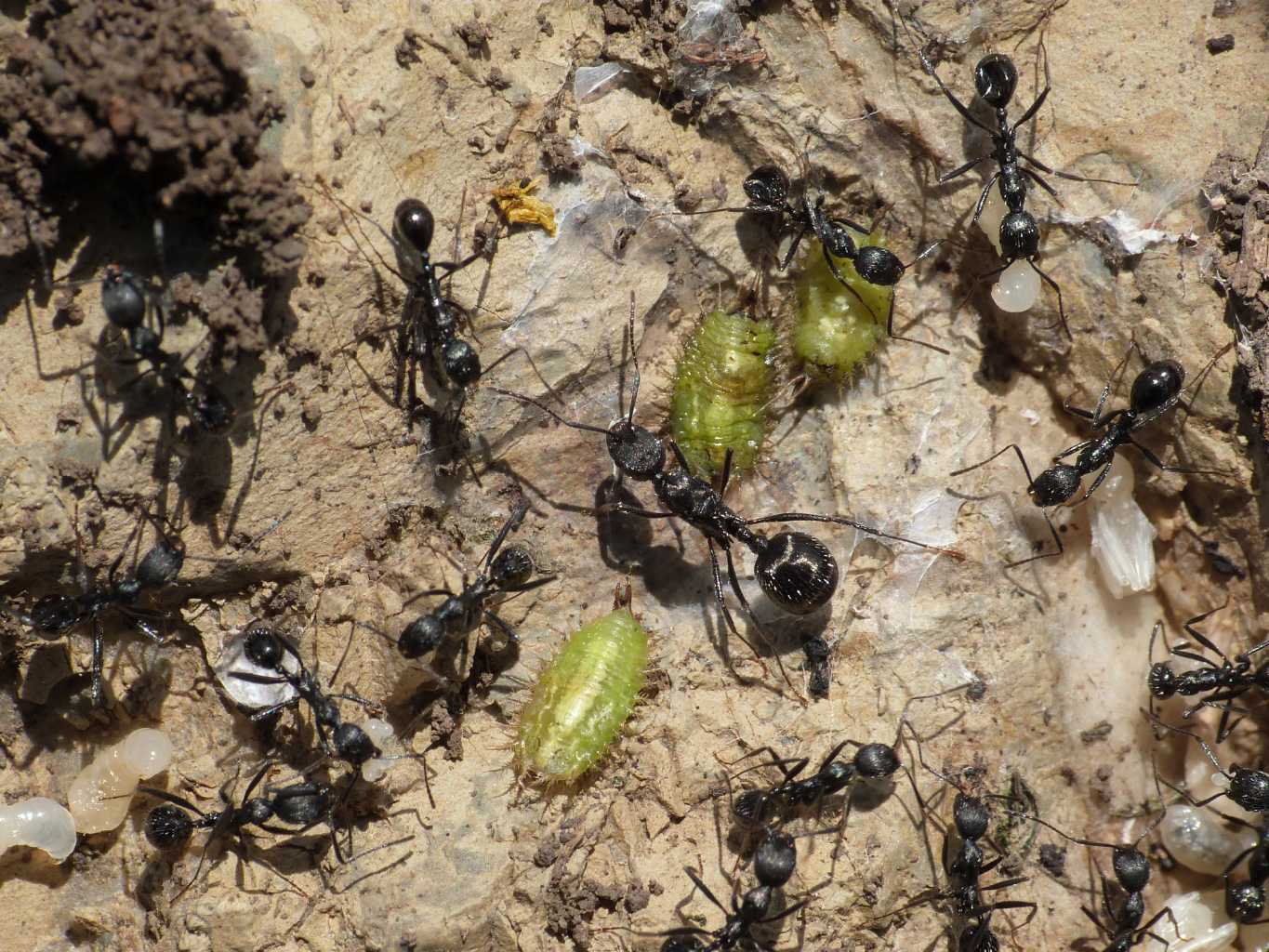 Formiche Aphaenogaster spinosa
